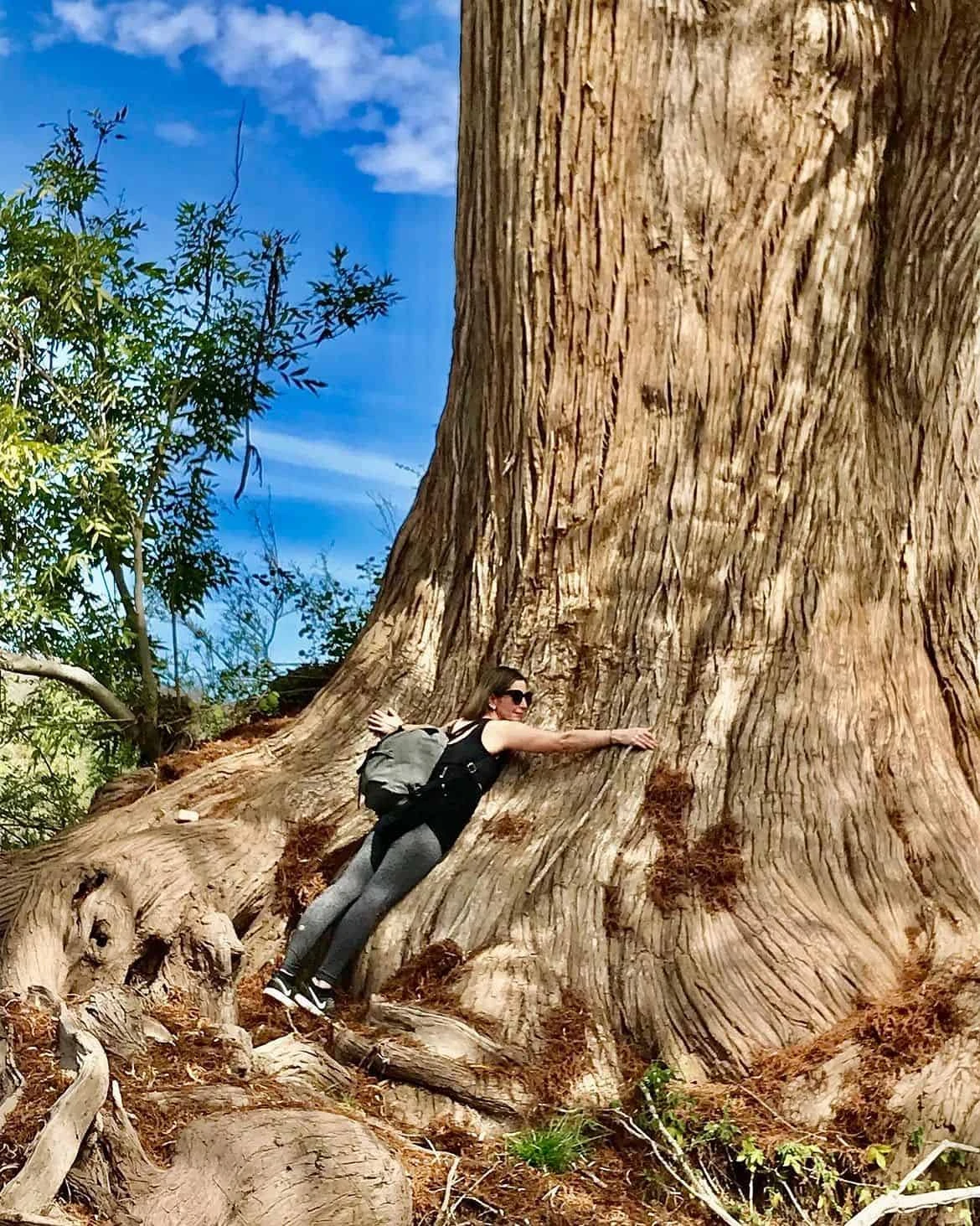Centenarios árboles de Ahuehuetes o sabinos constituyen parte de la vegetación del Río Cuchujaqui en Sonora. Imagen alamos_adventure