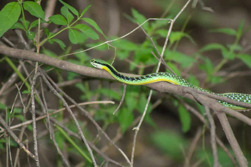 La conservación del Área Natural Protegida impulsó proyectos comunitarios orientados al cuidado de los recursos naturales y al aprovechamiento sustentable del territorio. Imagen Naturalista