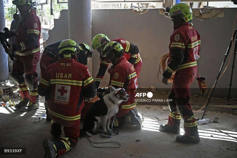 Una perrita de búsqueda de la Cruz Roja Mexicana fue clave para encontrar con vida a Hernán Gil, quien pasó más de 180 horas atrapado bajo los escombros tras el colapso de un edificio en Venezuela.