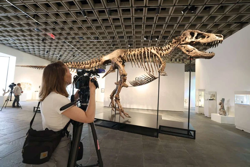 Así es Gus, el gigantesco T-Rex que podría hacer historia en una subasta millonaria. Foto: AFP