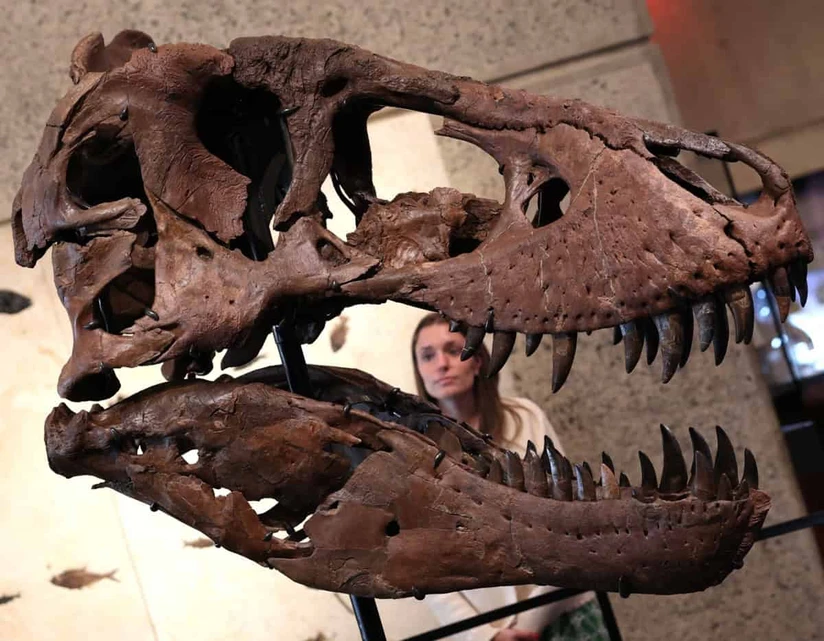 Gus, uno de los T-Rex más completos del mundo, saldrá a subasta por una cifra histórica.Foto: AFP