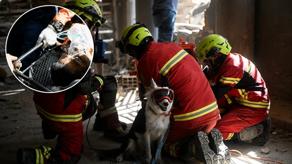 Durante ocho días nadie pudo encontrarlo... hasta que Halley, una perrita de la Cruz Roja, lo hizo
