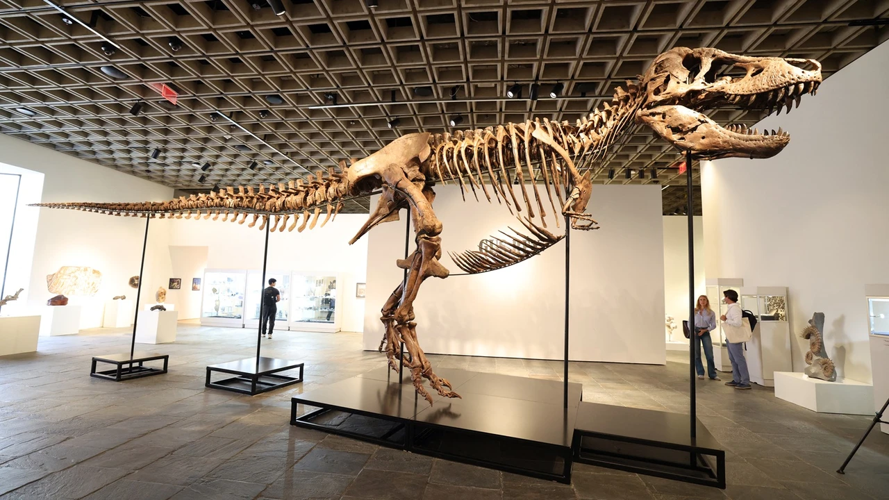 Sothebys exhibe en Nueva York a Gus, uno de los T-Rex mejor conservados descubiertos hasta ahora. El esqueleto de 11.6 metros será subastado este mes con una valuación histórica. Foto: AFP.