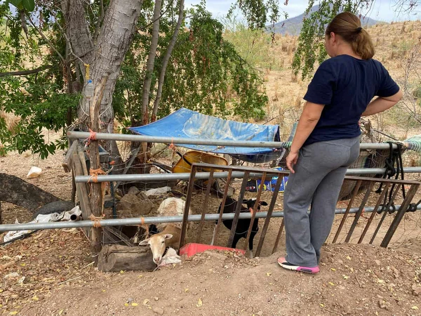 María del Carmen pudo rescatar unos borregos propiedad de una de sus hijas quien estaba muy apegada a ellos