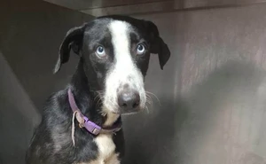 Ciudadanos de Navolato unen esfuerzos “Por amor a los animales”