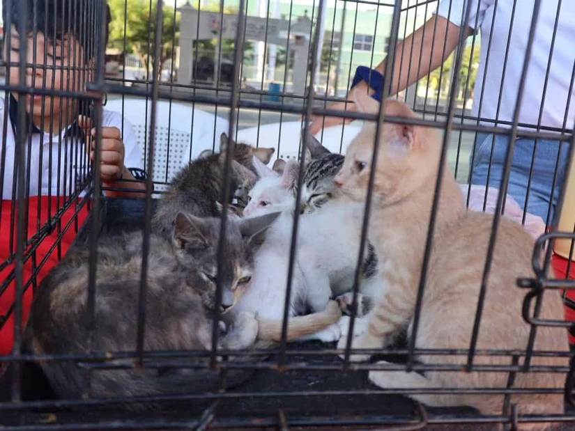Las mascotas deben empezar a ser vistas como parte de la familia y una responsabilidad que dura para siempre.