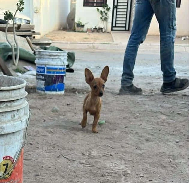 La intención de este grupo ciudadano es proteger a los animalitos de la calle y darles una mejor calidad de vida.