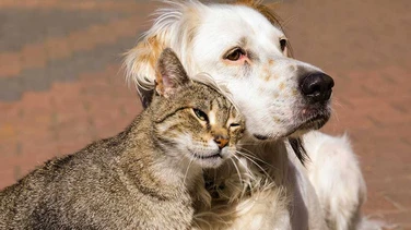 ¿Cuántas veces al día debes alimentar a tu perro o gato?; esto dicen veterinarios