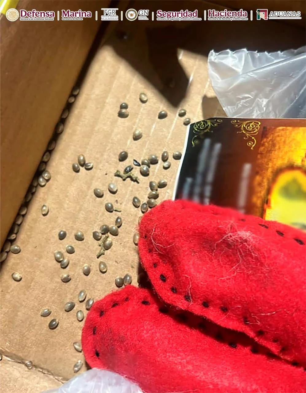 ANAM asegura más de 2.5 kilos de semillas con características de cannabis en la Aduana de Guadalajara