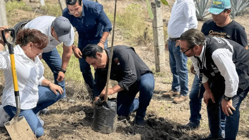 Se busca reforestar y conservar más de 32 mil hectáreas en México. Foto: Cortesía