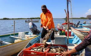 Sinaloa busca fortalecer la pesquería de jaiba con certificación internacional