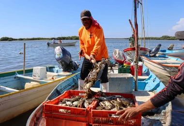 Sinaloa busca fortalecer la pesquería de jaiba con certificación internacional