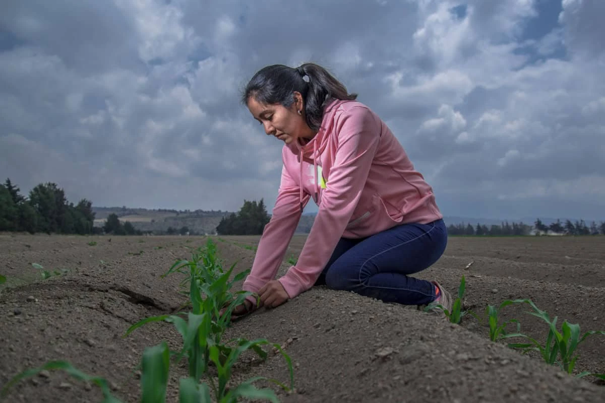 La planta GPO en Topolobampo tendrá una capacidad de producción anual de 800 mil toneladas de amoniaco, insumo esencial para la fabricación de fertilizantes nitrogenados. El Gobierno de México afirma que esta inversión fortalecerá la producción nacional de fertilizantes. | Imágenes de cortesía