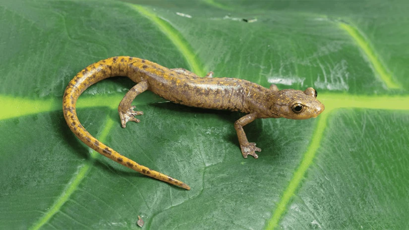 Descubren tres nuevas especies de salamandras sin pulmones en Oaxaca. Foto: Cortesía