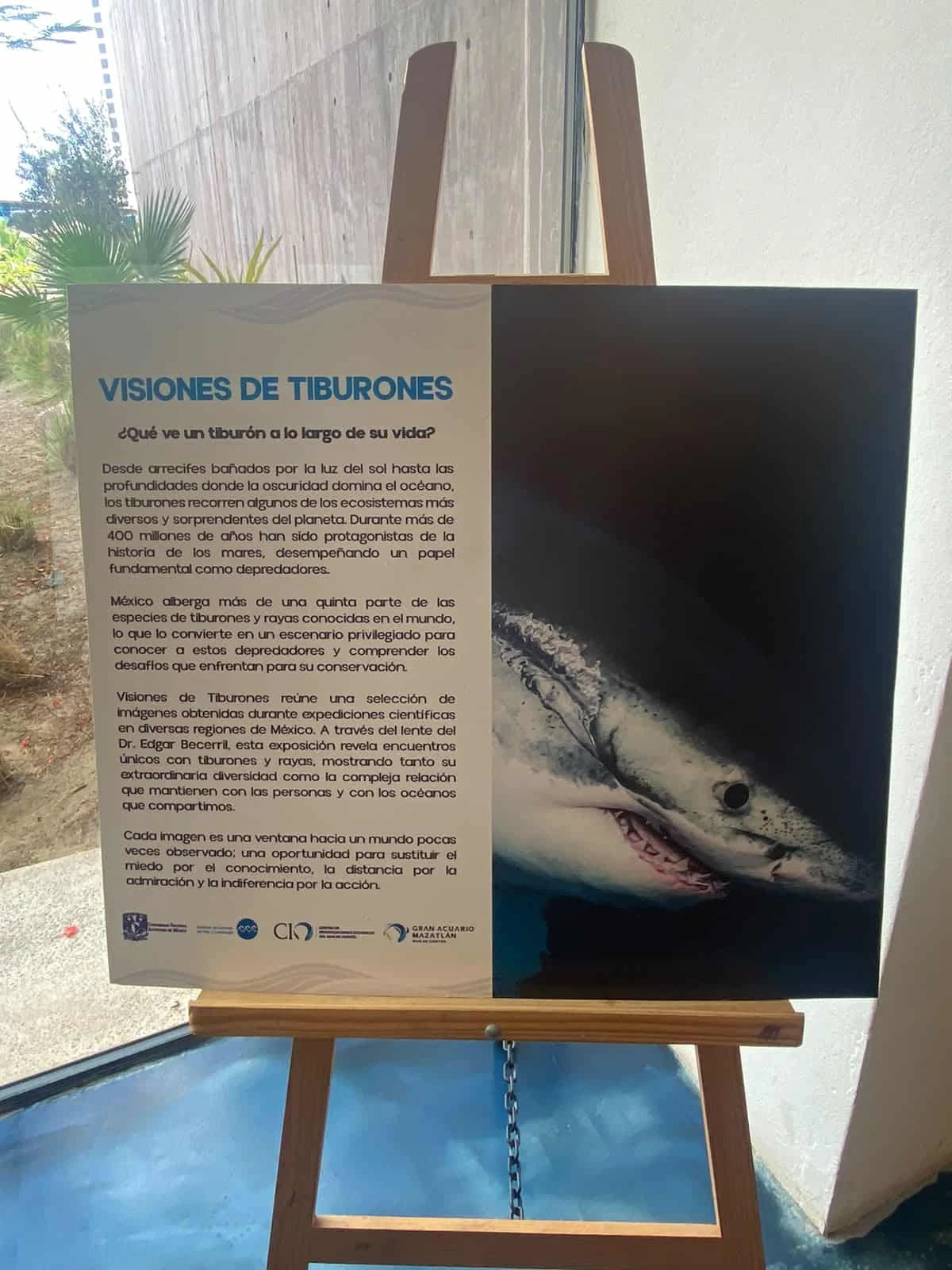 En el marco de la Semana del Tiburón fue inaugurada la exposición 