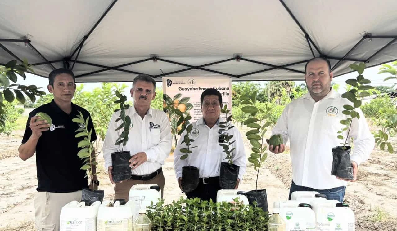Desde el Instituto Tecnológico Superior de Eldorado se está realizando un ambicioso proyecto piloto con guayaba orgánica, mismo que busca la reducción de costos y menos impacto ambiental en los ciclos de siembra futuros