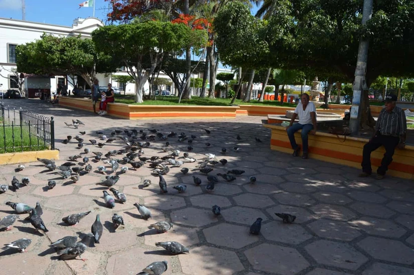 Además de alimentar a las aves, don José Manuel dice que le sirve de terapia, pues ahí se reúnen varios señores mayores con quienes sostiene largas charlas