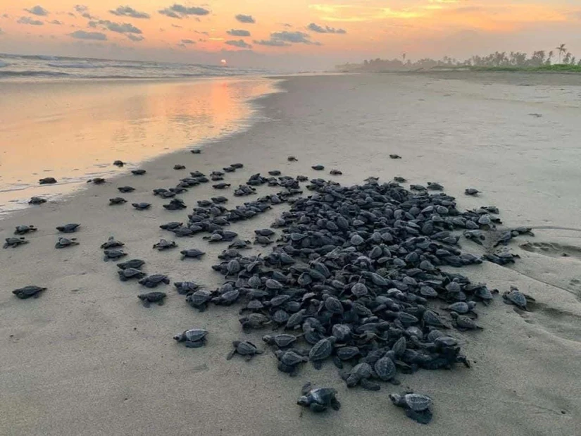 Cuidados para la conservación de las tortugas en Michoacán. Foto: Cortesía