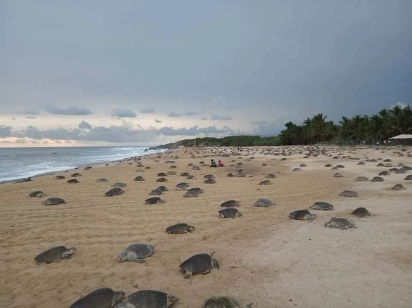 Es un verdadero espectáculo ser testigo del arribo de tortugas en Michoacán. Foto: Roberto Molina