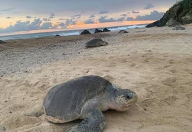 Las playas m&aacute;s bonitas de Michoac&aacute;n para ver tortugas en verano