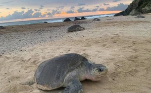 Las playas más bonitas de Michoacán para ver tortugas en verano