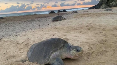 Las playas más bonitas de Michoacán para ver tortugas en verano