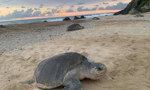 Las playas más bonitas de Michoacán para ver tortugas en verano Las playas más bonitas de Michoacán para ver tortugas en verano
