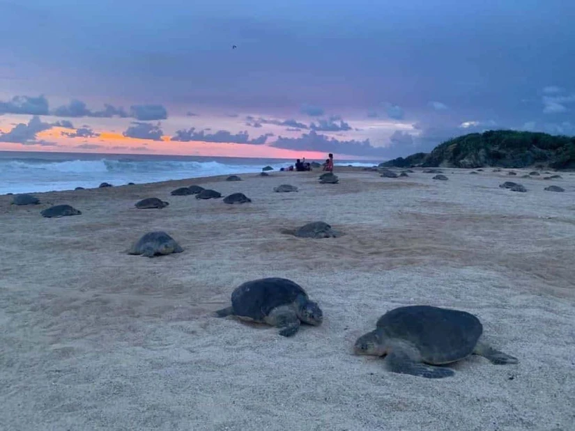 Playas de Michoacán donde puedes presenciar el arribo de tortugas . Foto: