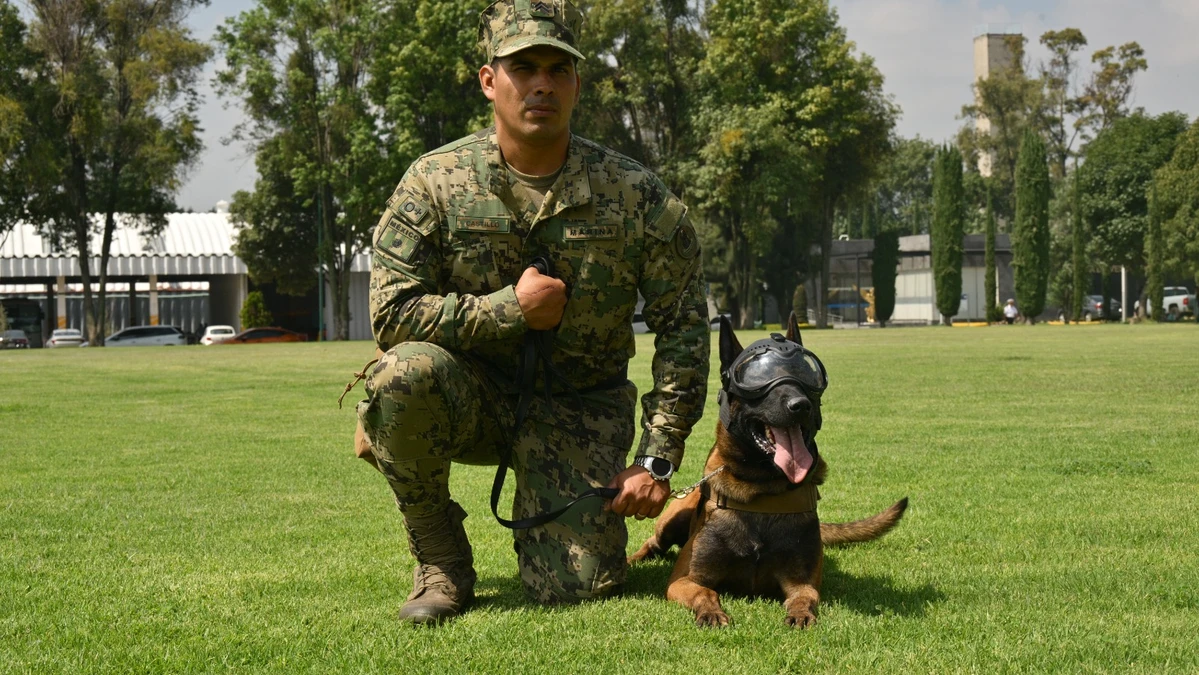 Los perros de la Secretaría de Marina son entrenados desde temprana edad para enfrentar desastres, detectar explosivos y localizar personas. Su trabajo es clave en misiones donde cada segundo puede hacer la diferencia.