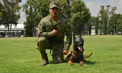 Ellos no hablan, pero han salvado vidas: así trabajan los perros de la Marina mexicana