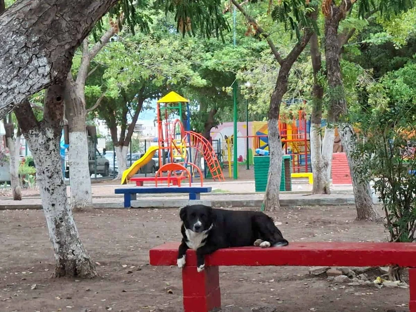 Cata feliz, porque sabe que en el parque nunca le faltarán agua, alimento ni una mano amiga. Foto: Juan Madrigal