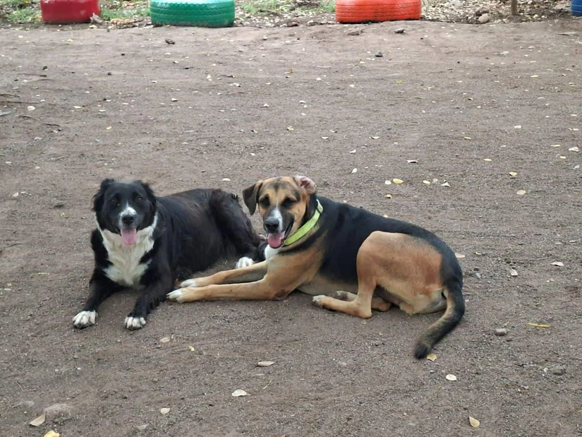 Paco y Cata disfrutan del cariño de una comunidad que los convirtió en parte de su familia. Foto: Juan Madrigal