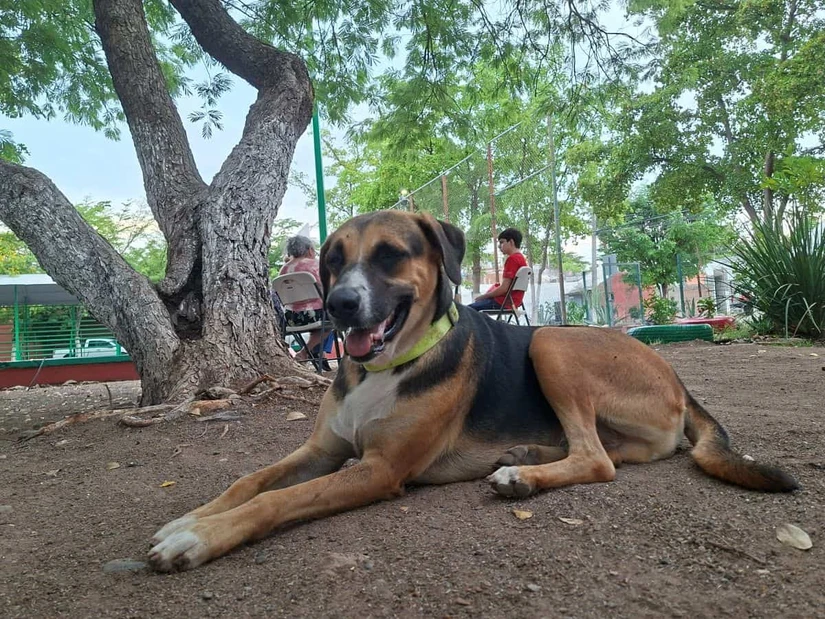 Paco disfruta del parque donde encontró alimento, cariño y una comunidad que nunca lo deja solo. Foto: Juan Madrigal