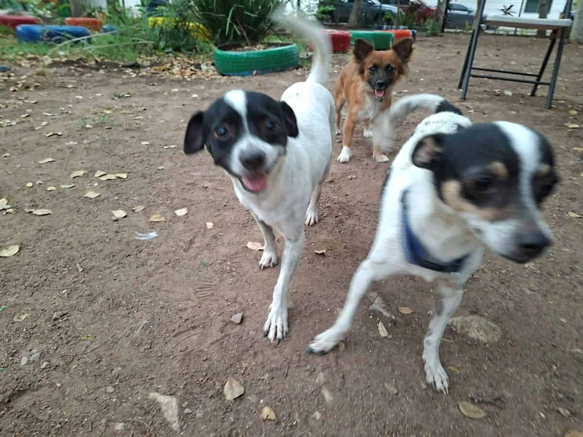 Pitbull, Pitbullito y Yaqui nos recuerdan que todo perro merece una segunda oportunidad. Foto: Juan Madrigal