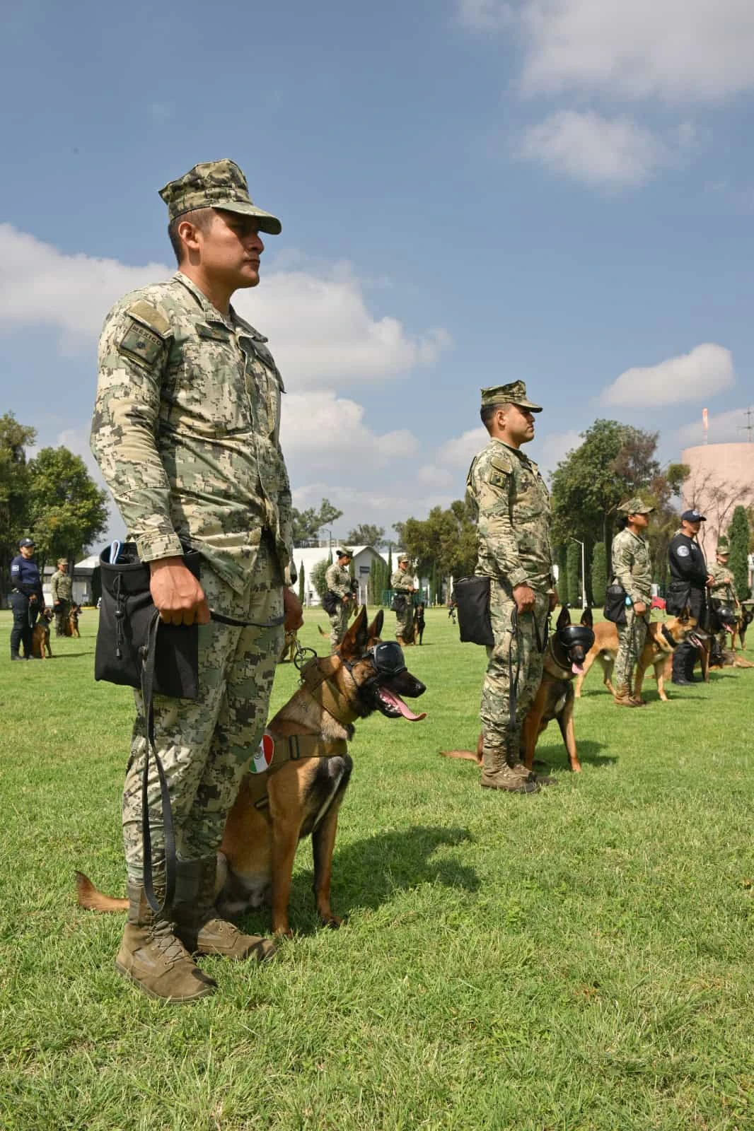 Día Mundial del Perro así trabajan los binomios caninos de la Secretaría de Marina