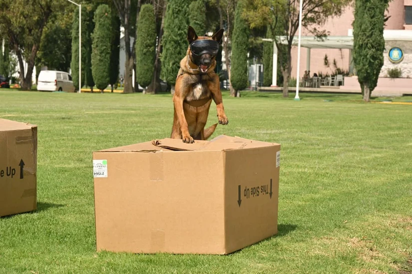 Día Mundial del Perro Marina rinde homenaje a sus binomios caninos de la Armada de México