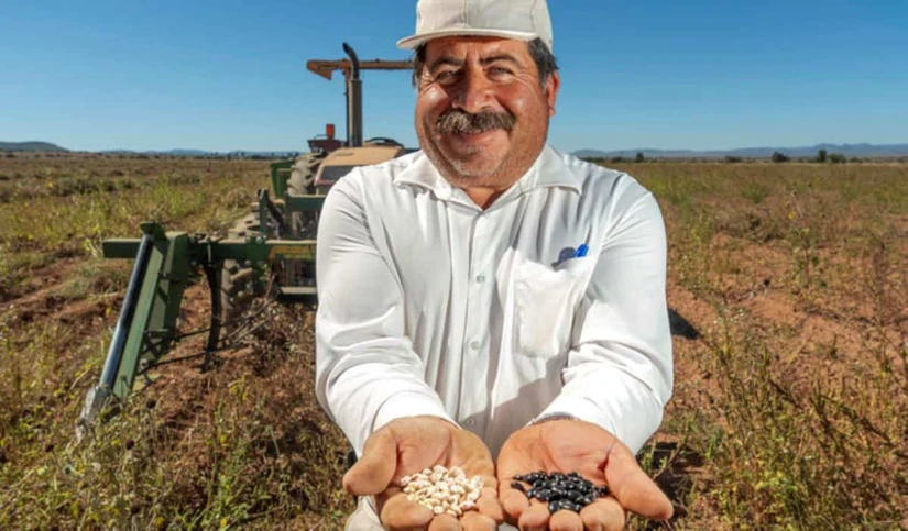 Fortalecen producción del frijol en México. Foto: Cortesía