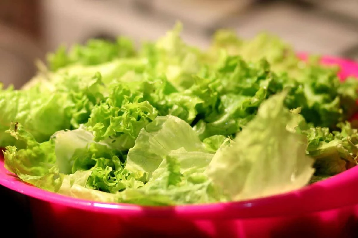Lechuga mexicana dio un falso positivo por la diarrea explosiva en Estados Unidos. Foto: Pixabay