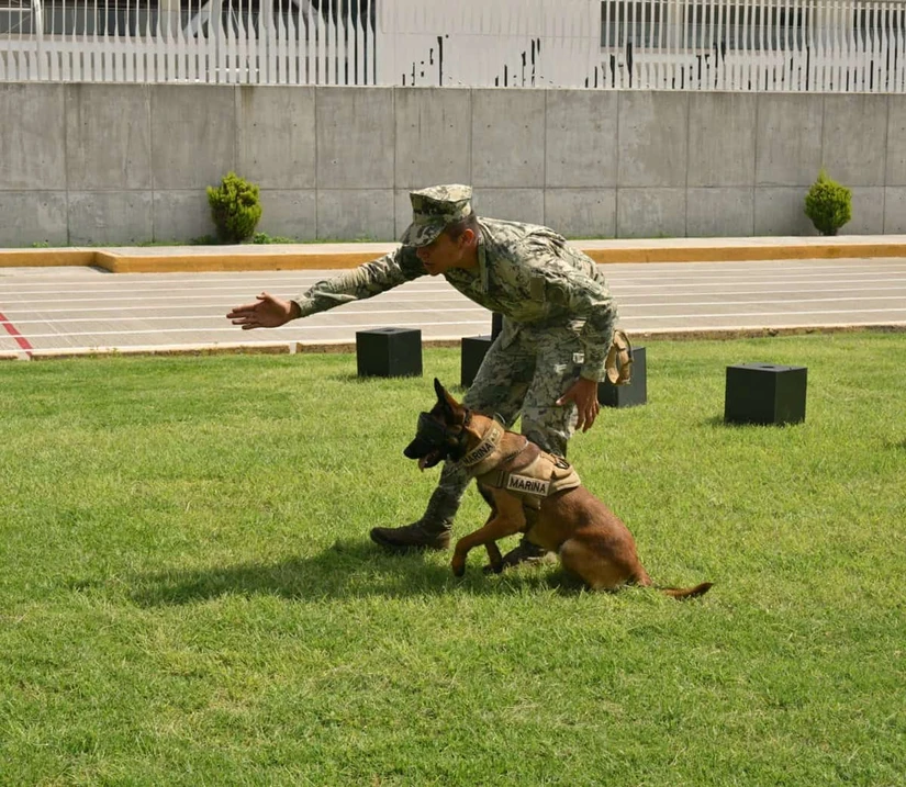 Marina cuenta con 24 binomios caninos especializados en rescate, explosivos y narcóticos