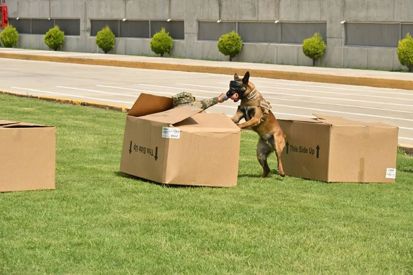 Semar reconoce a sus perros rescatistas por su labor en operaciones de búsqueda y seguridad