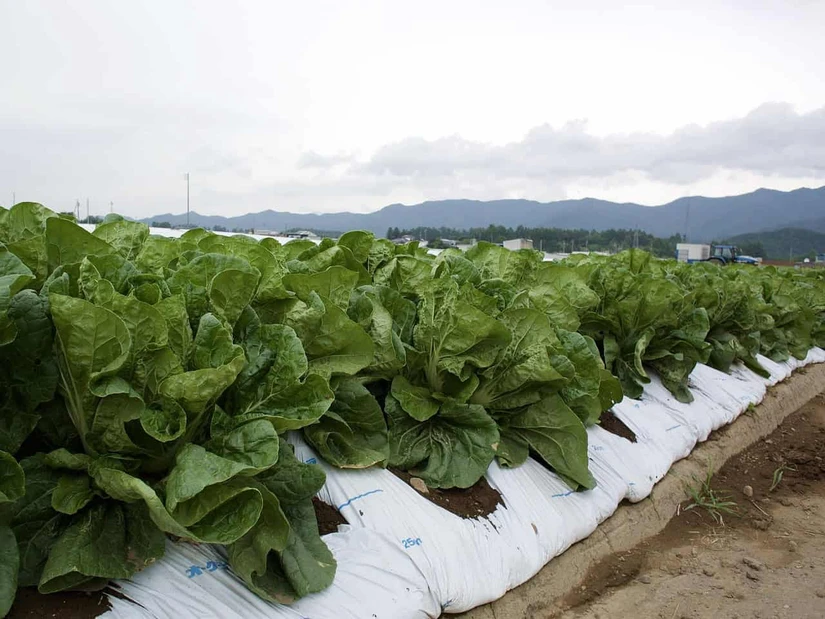 Siguen investigando la lechuga mexicana. Pixabay