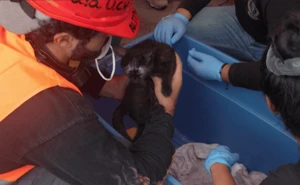 Rescatan a gatito 24 días después de los terremotos en Venezuela