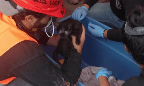 Rescatan a gatito 24 días después de los terremotos en Venezuela
