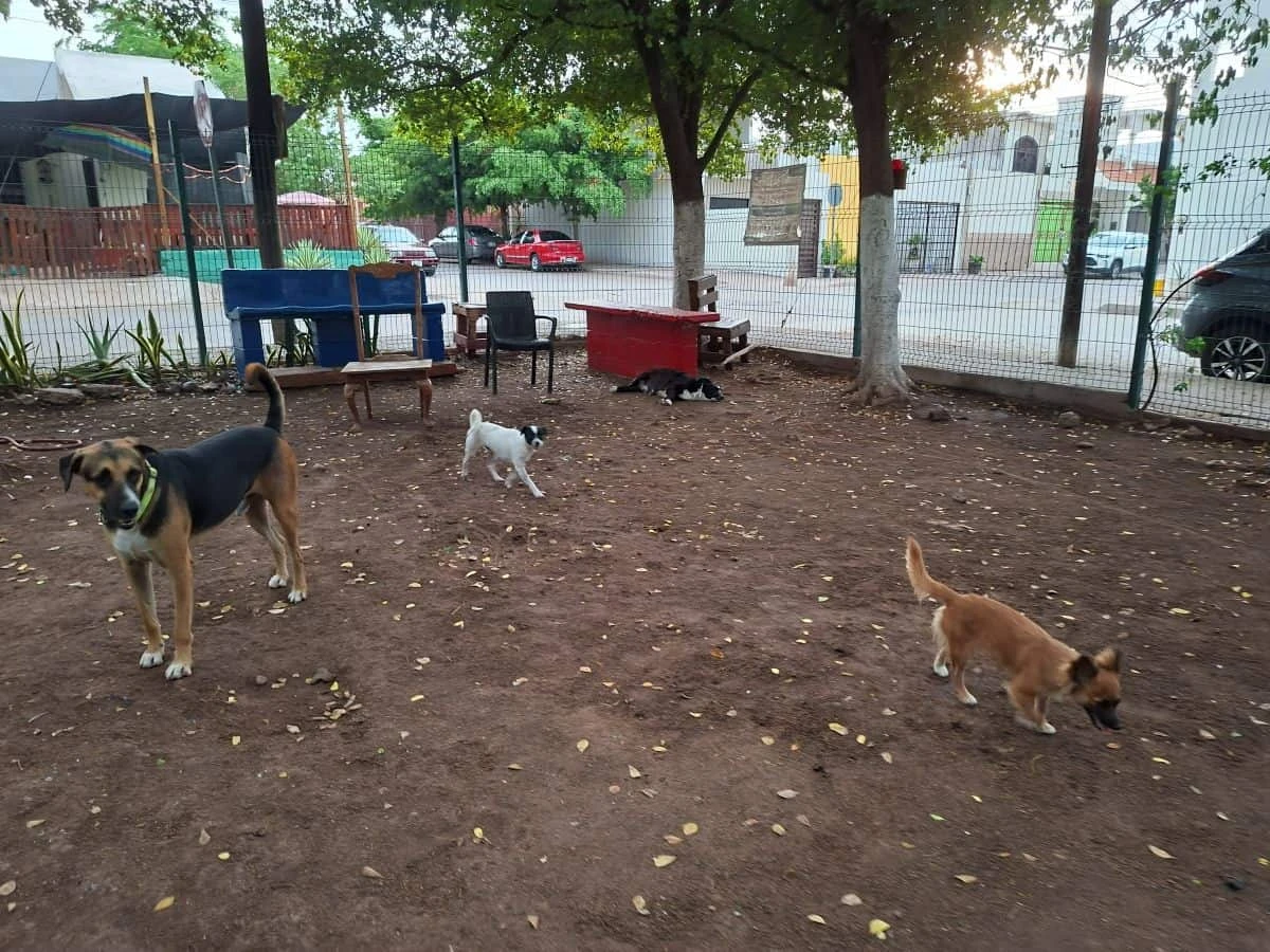 El amor de una comunidad cambió su destino. Hoy, el parque La Florida es el hogar donde estos perritos encontraron protección, alimento y una familia. Foto: Juan Madrigal