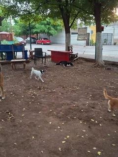 Del abandono a la esperanza: la comunidad del parque La Florida en Culiacán que convirtió a unos perritos callejeros en parte de su familia