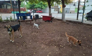 Del abandono a la esperanza: la comunidad del parque La Florida en Culiacán que convirtió a unos perritos callejeros en parte de su familia
