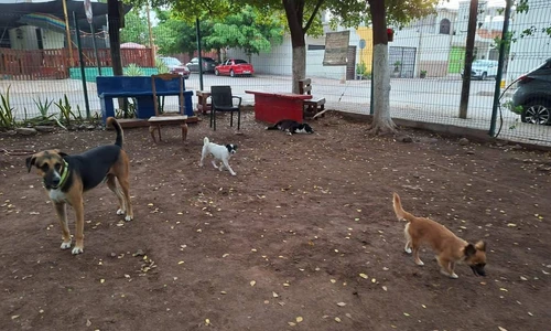 Del abandono a la esperanza: la comunidad del parque La Florida en Culiacán que convirtió a unos perritos callejeros en parte de su familia Del abandono a la esperanza: la comunidad del parque La Florida en Culiacán que convirtió a unos perritos callejeros en parte de su familia