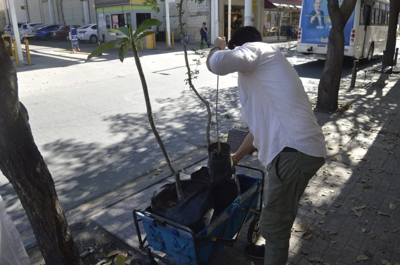 Especialistas señalan que incrementar la cobertura arbórea es una medida clave para enfrentar las altas temperaturas y fortalecer la salud pública en las ciudades.