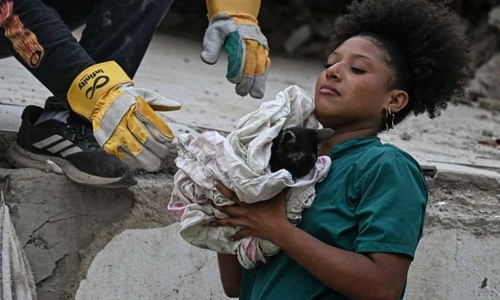 Los dueños los daban por perdidos: así sobreviven cientos de mascotas rescatadas tras el terremoto en Venezuela