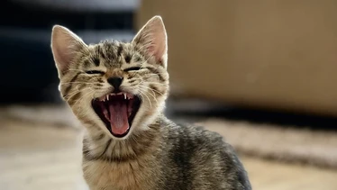 Si amas a los gatos, este festival en CDMX tiene una misión que va mucho más allá de un bazar